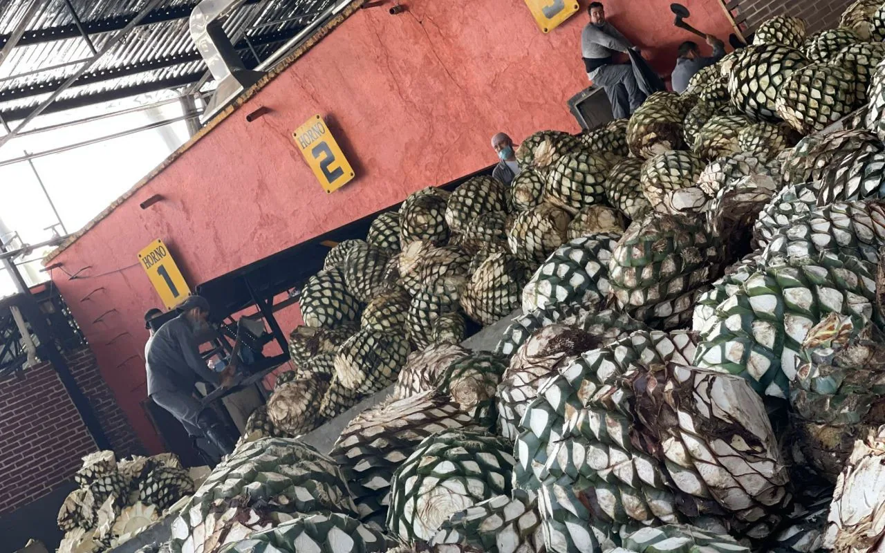 Freshly harvested blue agave hearts at the distillery